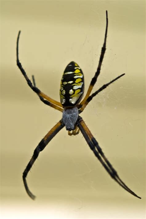 Araña Negra Y Amarilla Del Argiope Foto de archivo Imagen de negro