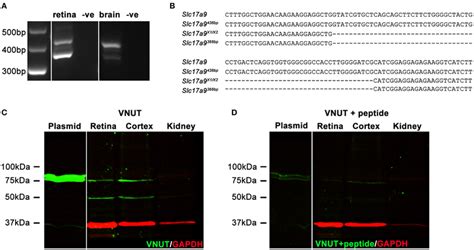 Two Native Isoforms Of Slc17a9 VNUT Are Expressed In The Mouse Retina