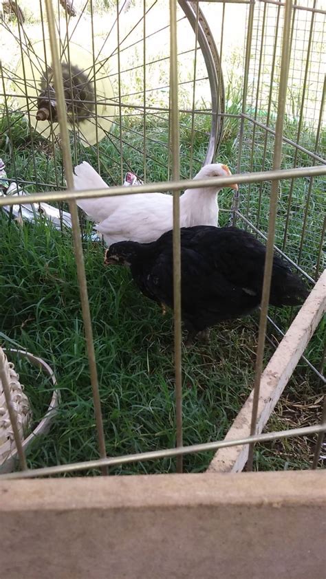 Black Sex Link Male Or Female Page 2 BackYard Chickens Learn How To Raise Chickens