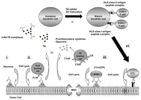 Induction Of TA Specific CTL Responses By TA Specific MAb Based