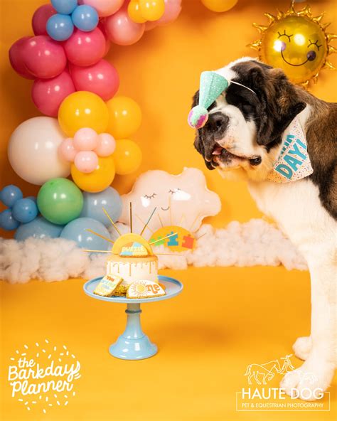 Dallas Dog Birthday Photos with The Barkday Planner