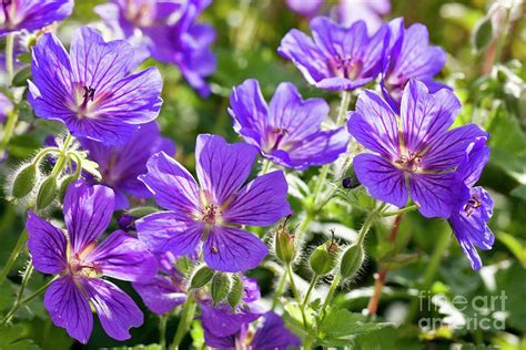 Meadow Cranesbill Geranium Pratense Photograph By Dr Keith Wheeler