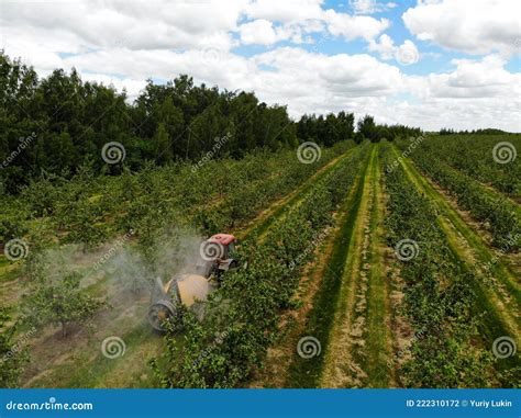 A Red Tractor Sprays Pesticides In An Apple Orchard Spraying An Apple