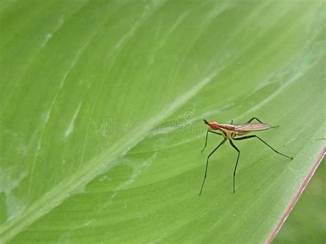 Telostylinus Lineolatus or Banana Stem Fly Stock Photo - Image of stem ...