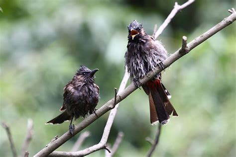 A Pair Of Red Vented Bulbul Pixahive