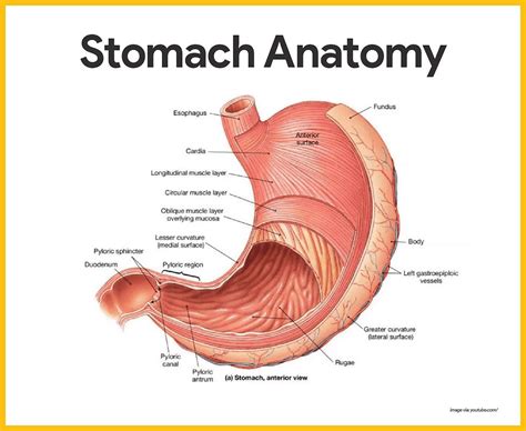 All About The Gi Tract