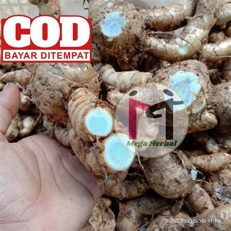 Jual Temu Ireng Segar Kg Temu Hitam Koneng Hideung Shopee Indonesia