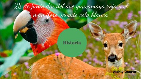 De Junio Dia Del Ave Guacamaya Roja Y El Mam Fero Venado Cola Blanca