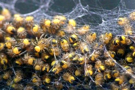 The 3 Stages Of A Spiders Life Cycle