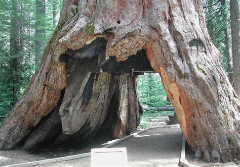 Iconic Sequoia 'Tunnel Tree' Brought Down By California Storm : The Two ...