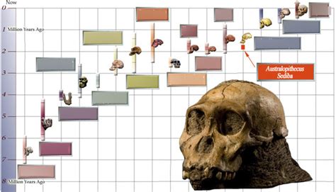 Biological Anthropology timeline Diagram | Quizlet