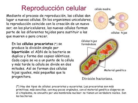 Cuadros Sinópticos Sobre La Reproducción Celular Cuadro Comparativo