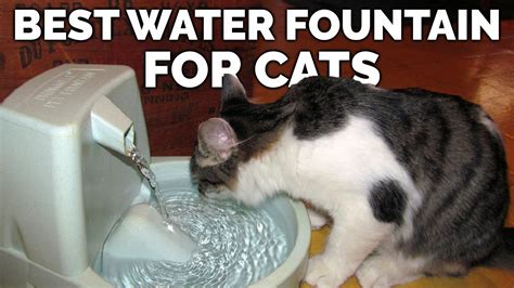 Best Water Fountain For Cats A Quick Guide Kitty County