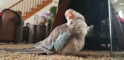 Blissful Floof Rparrots