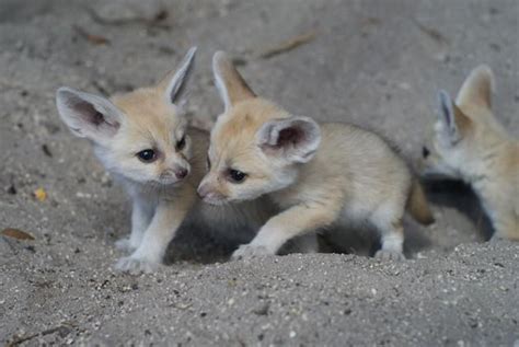 Fennec Fox For Sale In Wilmington Nc 1 Petzlover