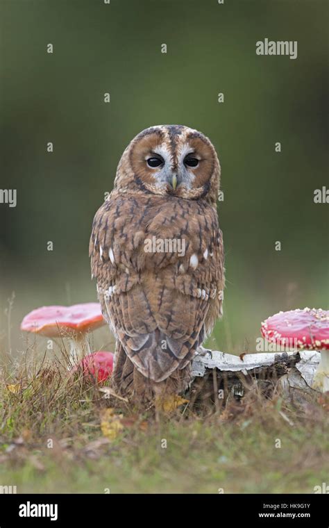 Tawny Owl Strix Aluco Adult Perched On Log With Fly Agaric Amanita