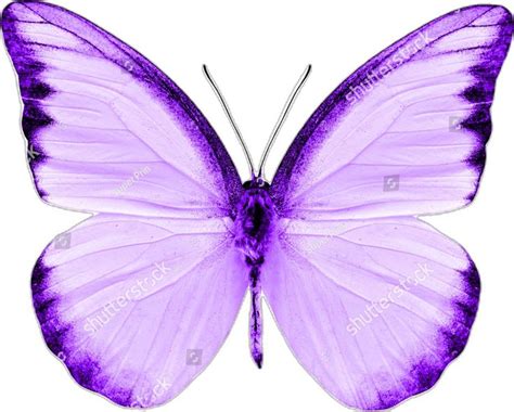 Beautiful Purple Butterfly Isolated On White