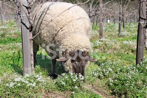 Sheep Grazing Stock Photo Royalty Free Freeimages