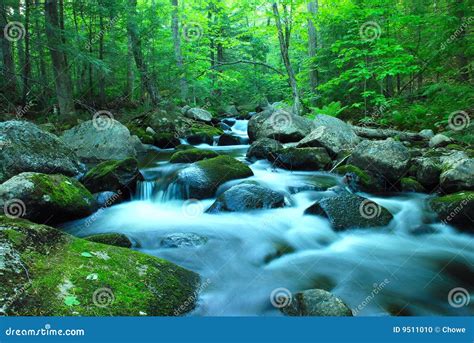 Forest Brook Stock Photo Image Of Forest Spring Flowing 9511010