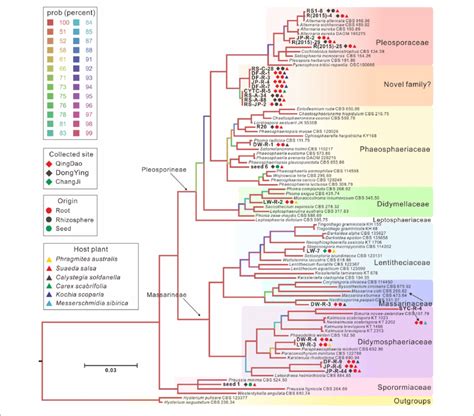 A Majority Rule Bayesian Phylogram Showing The Relationships Between