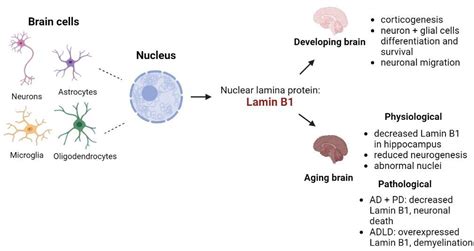 Frontiers Lamin B1 As A Key Modulator Of The Developing And Aging Brain