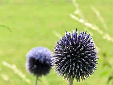 Globe Thistle Plant Purple Free Photo On Pixabay Pixabay