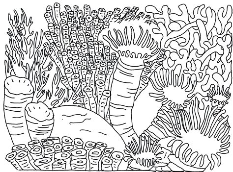 coral drawings easy