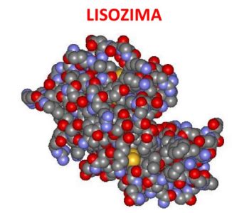 Lisozima L Enzima Antibatterico E Antivirale Vitamineral