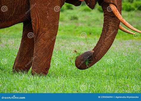 Un éléphant Rouge Attrapant Une Herbe Avec Son Tronc Photo stock