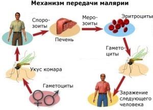 Малярия: причины, симптомы, лечение, профилактика