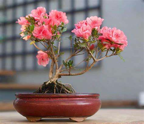 Azalea Bonsai Tree: Varieties, How to Propagate, and More