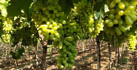 Seedless Grapes | Products | Tradebro Exim | Export Import | Animal Feeds