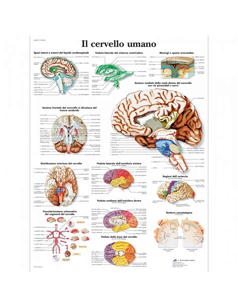 B Scientific Tavola Anatomica Poster Il Cervello Umano Cod Vr Uu