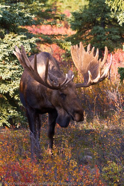 Bull Moose | Photos by Ron Niebrugge