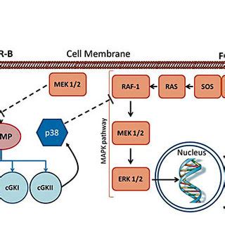 CNP And FGF Signaling Pathways Converge At The MAPK Pathway CNP Binds