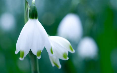 Download Flower Nature Snowdrop HD Wallpaper