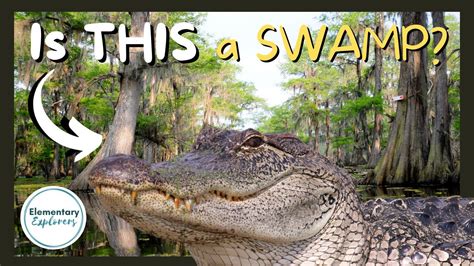 What S The Difference Between A Swamp And A Bayou Swamp Tour Lafayette Louisiana Youtube