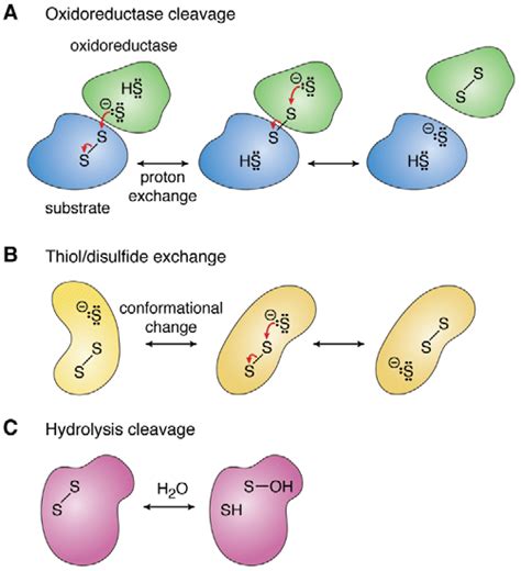 Mechanisms Of Cleavage Of Allosteric Disulfides Disulfide Cleavage Is