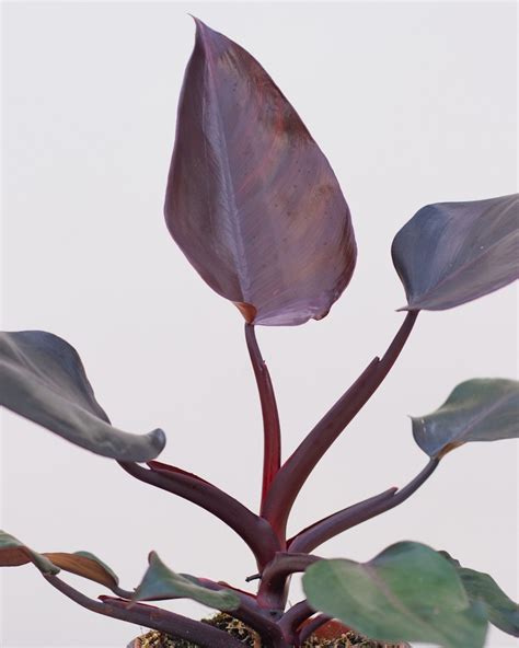 Shop Philodendron Burgundy Princess M Online