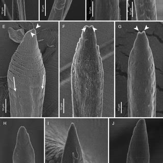 Cryptic characters for cryptic taxa: On the taxonomic utility of the ...