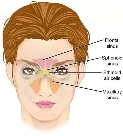 1 Anatomy Of The Respiratory System Simplemed Learning Medicine