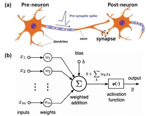 A Schematic Illustration Of Biological Neurons And Synapse Signals