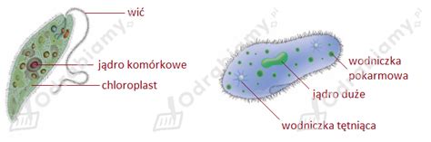 Na rysunkach pokazano dwa jednokomórkowe Zadanie 2 Puls życia 5