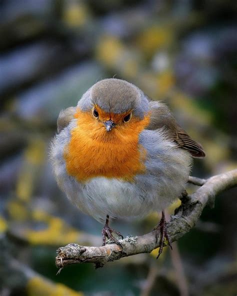 European round robin (OC) : r/wildlifephotography