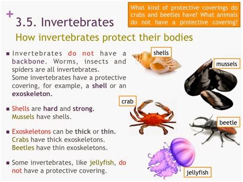 Tic Tac Science Year 3 Unit 4 Mammals Invertebrates