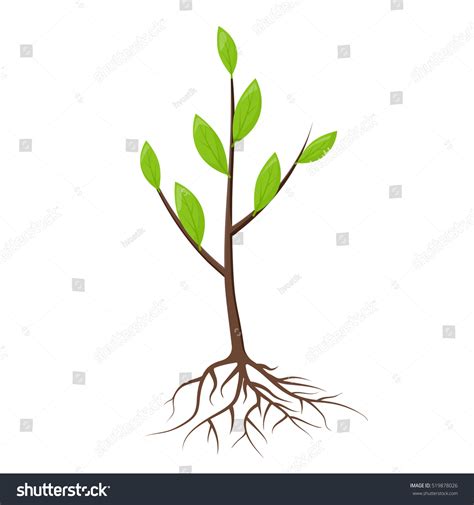 Sapling Roots: Over 2,161 Royalty-Free Licensable Stock Illustrations ...