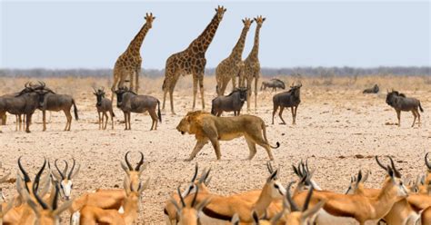 Where To Go On An African Safari East Africa Vs Southern Africa Our Whole Village