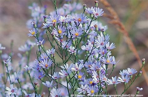 Sky Blue Aster (Symphyotrichum oolentangiense) - Sag Moraine Native ...