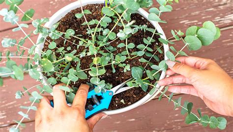 How To Prune Eucalyptus Plant | Cut Eucalyptus Trees As Needed ...