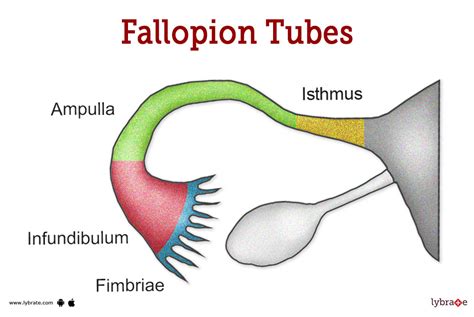 Fallopian Tube Anatomy Hsg